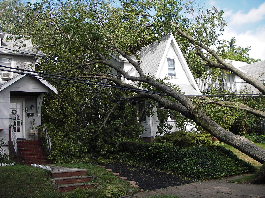 Large storm-fallen tree leaning onto a two-story house