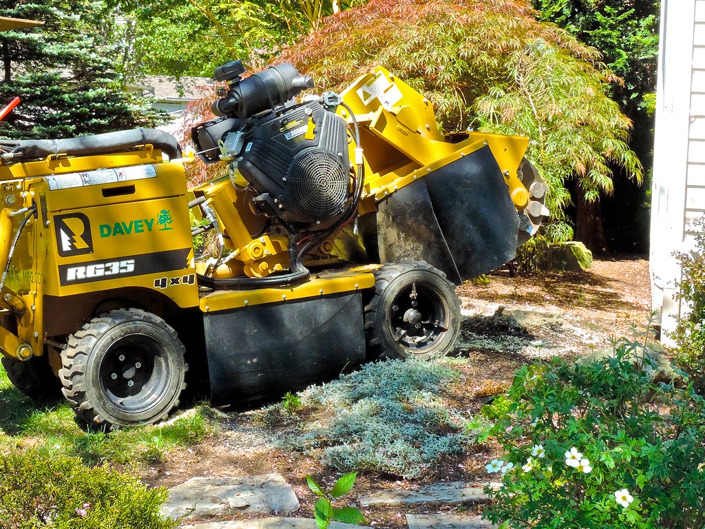 Two workers operating a compact tracked stump grinder against a garden stump