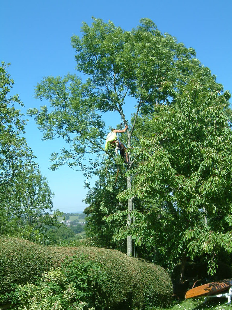 Climber working high in a leafy tree crown during pruning